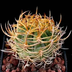 بذر کاکتوس اریوسیس یا اریوسیز آوراتا فیلد دار بسته ۱۰ عددی