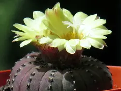 بذر کاکتوس فرالیا آستریودس فیلد دار بسته ۱۰ عددی