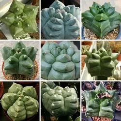 بذر کاکتوس آستروفیتوم کیکو نودوم یوری میکس بسته ۱۰ عددی