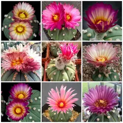 بذر کاکتوس آستریاس اویبو گل رنگی بسته ۱۰ عددی