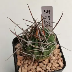 بذر کاکتوس لوبیویا فروکس تیغ بلند فیلد دار بسته ۱۰ عددی