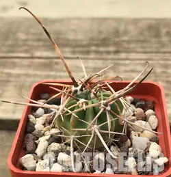 بذر کاکتوس لوبیویا فروکس تیغ بلند فیلد دار بسته ۱۰ عددی