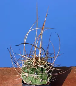 بذر کاکتوس لوبیویا فروکس تیغ بلند فیلد دار بسته ۱۰ عددی