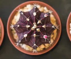 بذر کاکتوس ژمینو میهانویچی بسته ۱۰ عددی