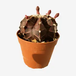 بذر کاکتوس ژمینو میهانویچی بسته ۱۰ عددی