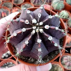 بذر کاکتوس ژمینو میهانویچی بسته ۱۰ عددی