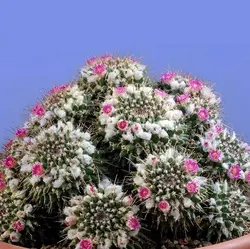 بذر کاکتوس مامیلاریا کامپرسا بسته ۱۰ عددی