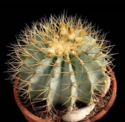 بذر فرو گلاسنس تیغ طلایی (دانه یا تخم کاکتوس)  بسته ۱۰ عددی