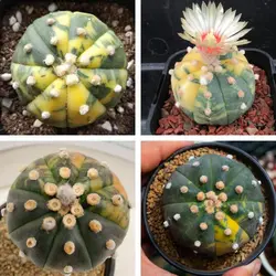 بذر کاکتوس آستریاس ابلق میکس بسته ۱۰ عددی 