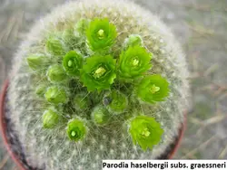 بذر کاکتوس براسلی‌کاکتوس گراسنری بسته ۱۰ عددی