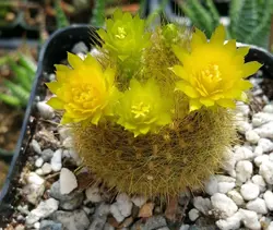 بذر کاکتوس براسلی‌کاکتوس گراسنری بسته ۱۰ عددی