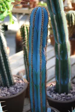 بذر کاکتوس پیلوسرئوس مگنی فیکوس بسته ۱۰ عددی