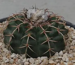 بذر دیسکو کاکتوس رافیرریزوس بسته ۱۰ عددی