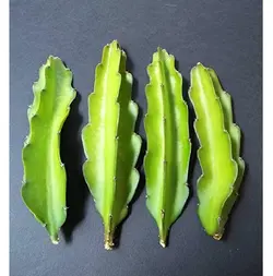 بذر کاکتوس هیلوسرئوس بسته ۱۰ عددی