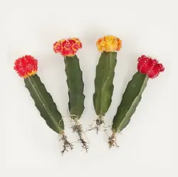 بذر کاکتوس هیلوسرئوس بسته ۱۰ عددی