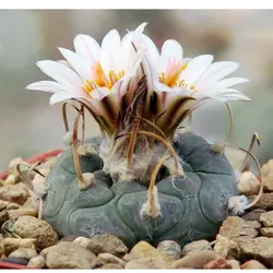 بذر کاکتوس توربینی کارپوس پولاسکی بسته ۱۰ عددی