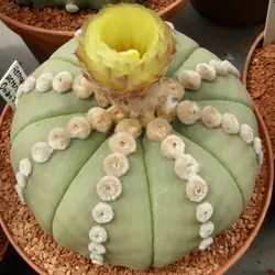 بذر کاکتوس آستریاس اویبو بسته ۱۰ عددی