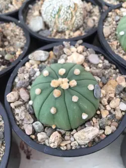 بذر کاکتوس آستریاس اویبو بسته ۱۰ عددی