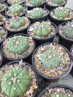 بذر کاکتوس آستریاس اویبو بسته ۱۰ عددی