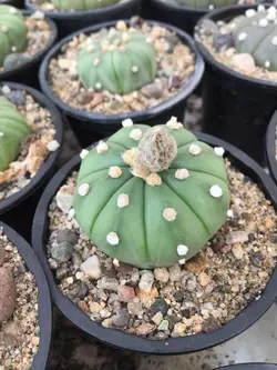 بذر کاکتوس آستریاس اویبو بسته ۱۰ عددی