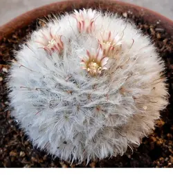 بذر کاکتوس مامیلاریا بوکاسانا بسته ۱۰ عددی