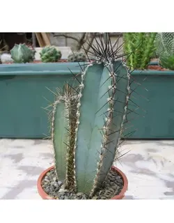 بذر کاکتوس سرئوس فوربسی