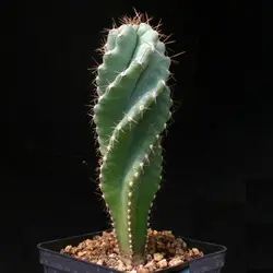 بذر کاکتوس سرئوس فوربسی