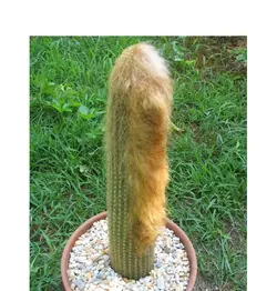 بذر کاکتوس واتریکانا