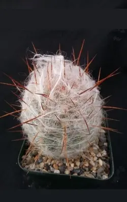 بذر اورئوسرئوس ترولی