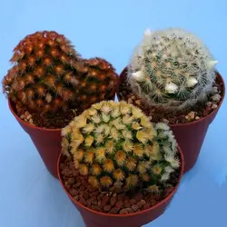 بذر کاکتوس مامیلاریا کارمنایی میکس بسته ۱۰ عددی