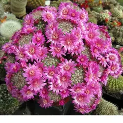 بذر کاکتوس مامیلاریا زلمانیا بسته ۱۰ عددی