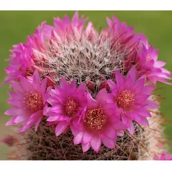 بذر کاکتوس مامیلاریا زلمانیا بسته ۱۰ عددی