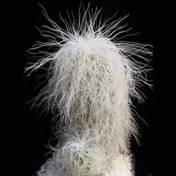 بذر کاکتوس اولدمن بسته ۱۰ عددی