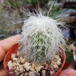 بذر کاکتوس اولدمن بسته ۱۰ عددی