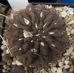 بذر کاکتوس اریوسیس اکولتا بسته ۱۰ عددی