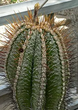 بذر کاکتوس آستروفیتوم اورناتوم بسته ۱۰ عددی