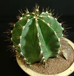 بذر کاکتوس آستروفیتوم اورناتوم بسته ۱۰ عددی