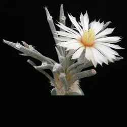 بذر کاکتوس آستروفیتوم کاپوت مدوسا بسته ۱۰ عددی