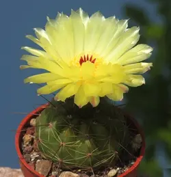 بذر کاکتوس پارودیا اوتونیس بسته ۱۰ عددی