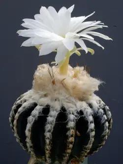 بذر کاکتوس دیسکو کاکتوس هورستی بسته ۱۰ عددی