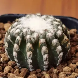 بذر کاکتوس دیسکو کاکتوس هورستی بسته ۱۰ عددی