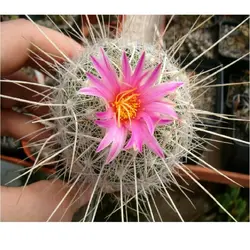 بذر کاکتوس اچینوماستوس مکدولی بسته ۱۰ عددی