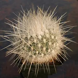 بذر کاکتوس اچینوماستوس مکدولی بسته ۱۰ عددی