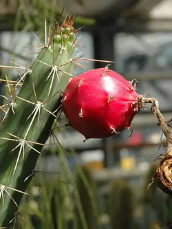 بذر کاکتوس هریسا بونپلندی بسته ۱۰ عددی
