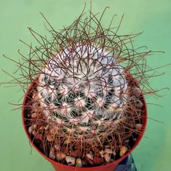 بذر کاکتوس مامیلاریا لپتاکانتا بسته ۱۰ عددی