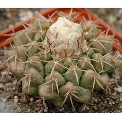 بذر دیسکو کاکتوس پاچیتیل