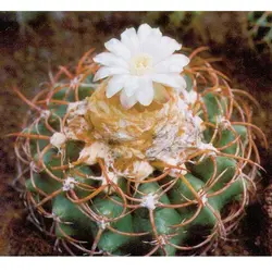 بذر دیسکو کاکتوس پاچیتیل