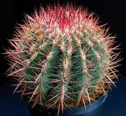 بذر فرو کاکتوس استاینسی