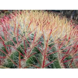 بذر فرو کاکتوس استاینسی