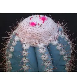 بذر کاکتوس ملو آبی